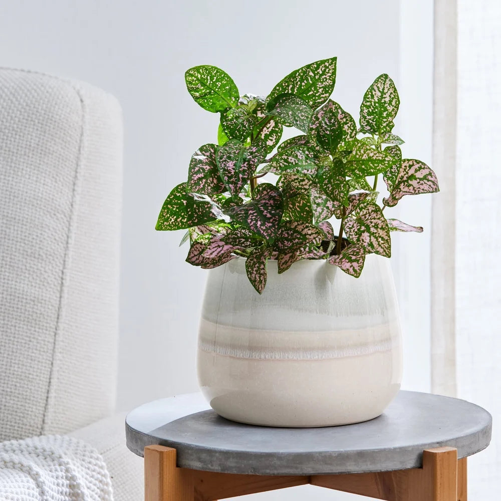 Ceramic Planter With Drainage Holes For Indoor And Outdoor Plants